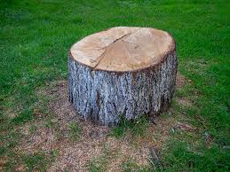 Best Tree Health Inspection  in Lincoln Park, NJ