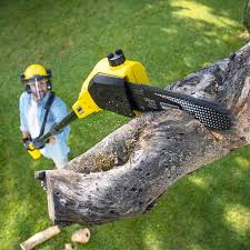 How Our Tree Care Process Works  in  Lincoln Park, NJ