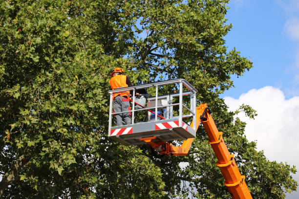 Leaf Removal in Lincoln Park, NJ