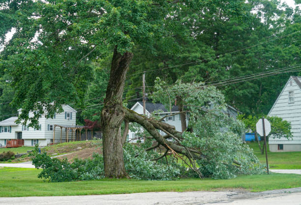 Best Tree Trimming and Pruning  in Lincoln Park, NJ