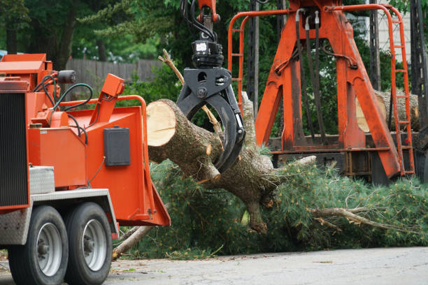 Best Seasonal Cleanup (Spring/Fall)  in Lincoln Park, NJ
