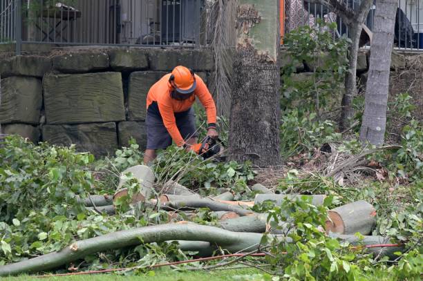 Best Stump Grinding and Removal  in Lincoln Park, NJ