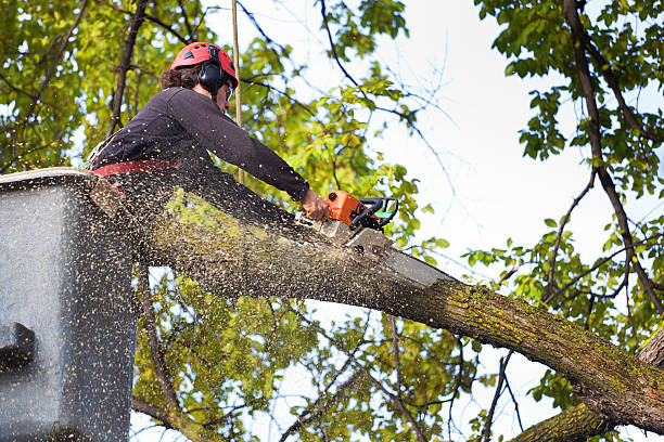 Best Tree Risk Assessment  in Lincoln Park, NJ