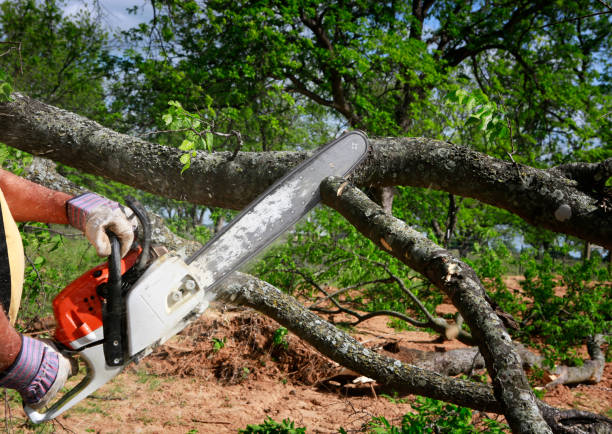 How Our Tree Care Process Works  in  Lincoln Park, NJ